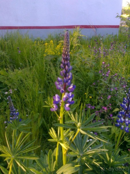 Мой летний отдых в Хибинах.