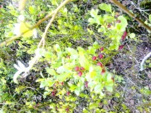 Альбом отзыва "Мой летний отдых в Хибинах."