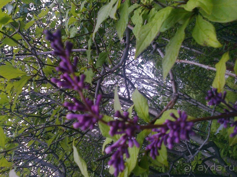 Мой летний отдых в Хибинах.