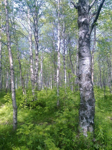 Мой летний отдых в Хибинах.