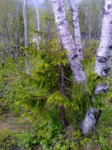 Мой летний отдых в Хибинах.