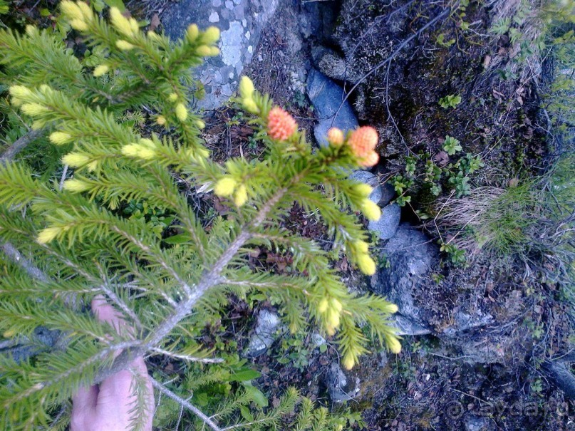 Мой летний отдых в Хибинах.