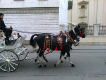 Веселая Атмосфера