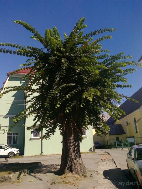 Гвардейск-Тапяу-Таплява