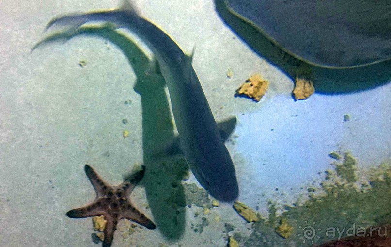 Классный, но дорогой!