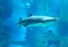 Классный, но дорогой!