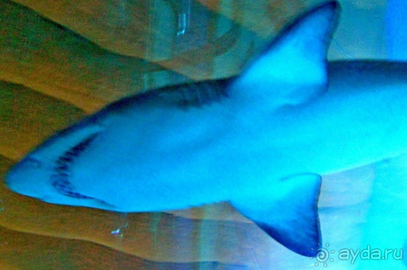 Классный, но дорогой!