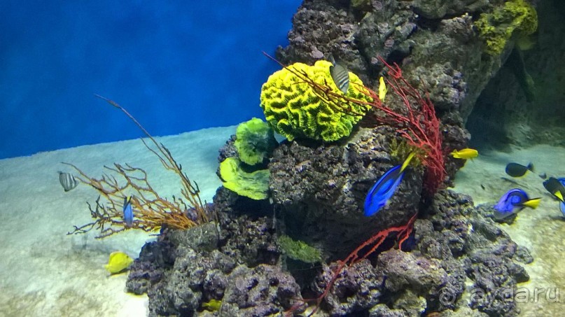 Классный, но дорогой!