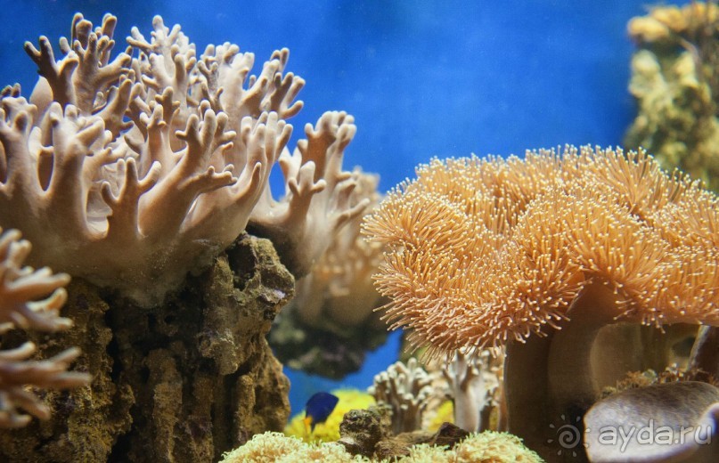 Классный, но дорогой!