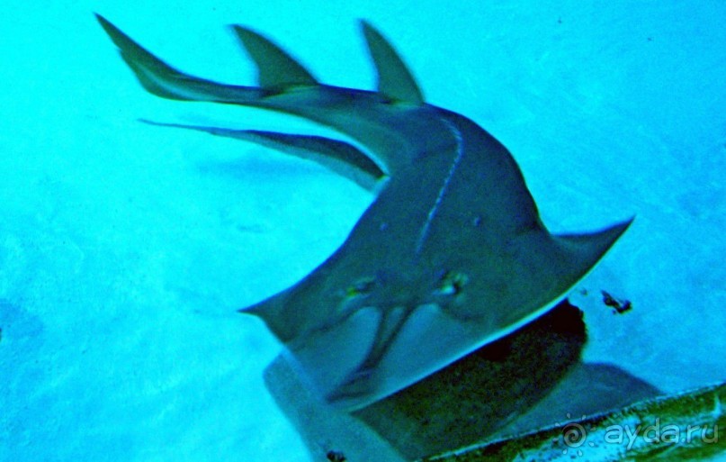 Классный, но дорогой!