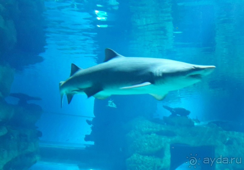 Классный, но дорогой!