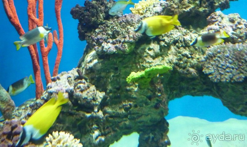 Классный, но дорогой!