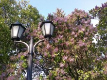 Кошкин дом, Бременские музыканты и др. приколы