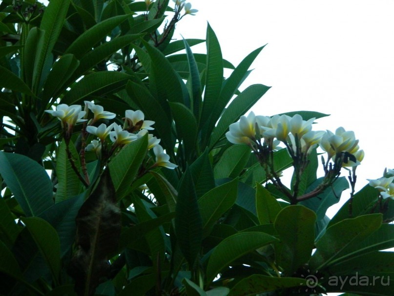 Очень приветливый, дружелюбный, европейский отель в Индонезии!