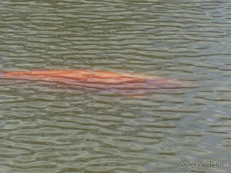 А ЭТО РЫБКА В ПРУДУ ЗАМКА. НЕ ОЖИДАЛА  УВИДЕТЬ ПОЭТОМУ ФОТО НЕЧЁТКО