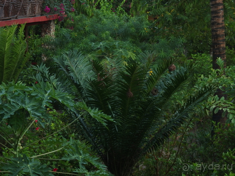 фото Asutay Hotel