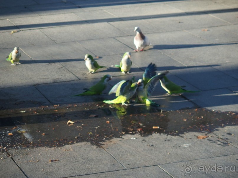 Самостоятельно по Европе:Барселона, Париж, Брюгге, Гент, Брюссель.Обмен опытом.