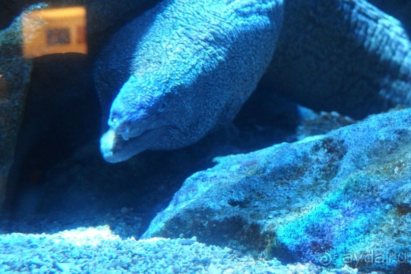 Самостоятельно в Милан-Бергамо.