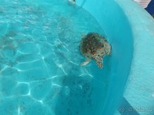 Альбом отзыва "Мексика. Канкун. ."