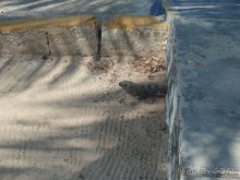 Альбом отзыва "Мексика. Канкун. ."