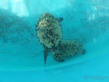 Мексика. Канкун. .