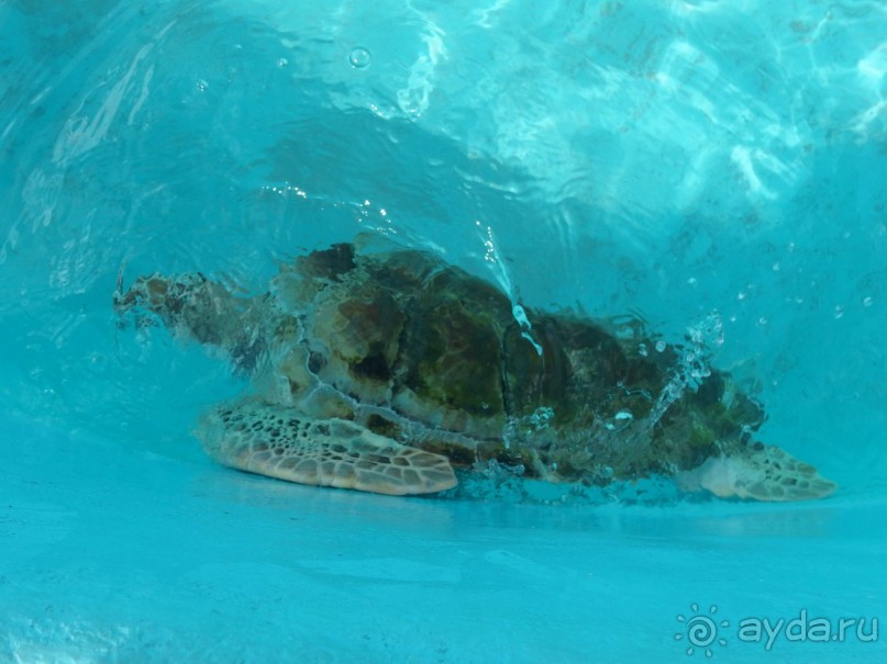 Мексика. Канкун. .