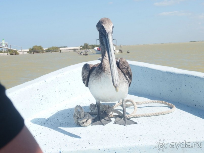 Мексика. Канкун. . Мексика. Канкун. .