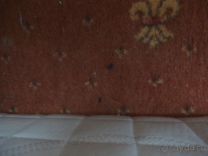 мышиное дерьмо