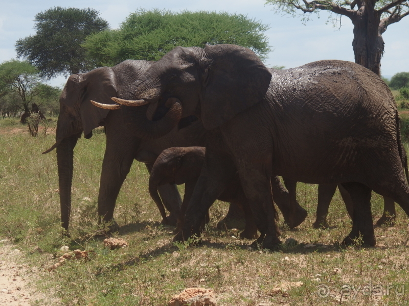 фото Танзания