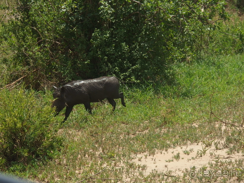 фото Танзания