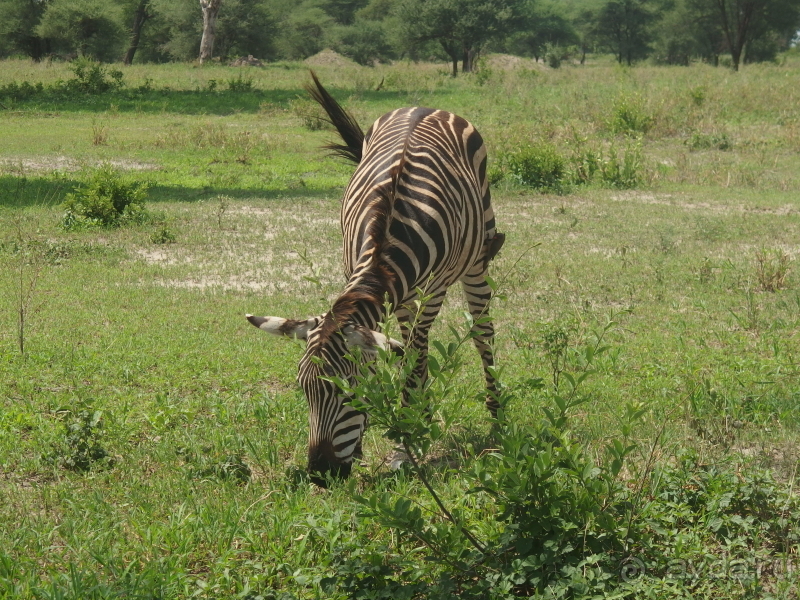 фото Танзания