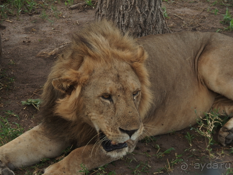 фото Танзания