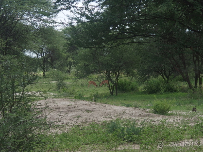 фото Танзания