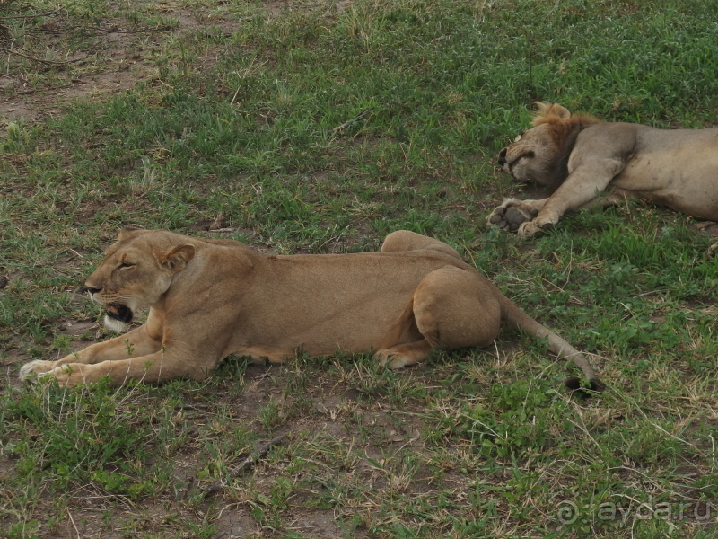 фото Танзания