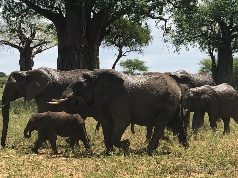 фото Танзания
