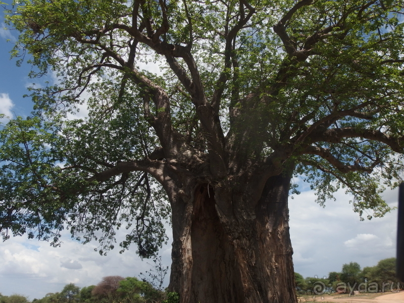 фото Танзания