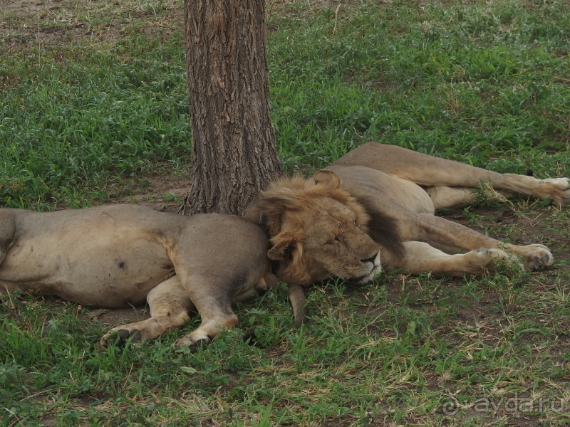 фото Танзания