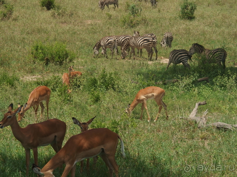 фото Танзания