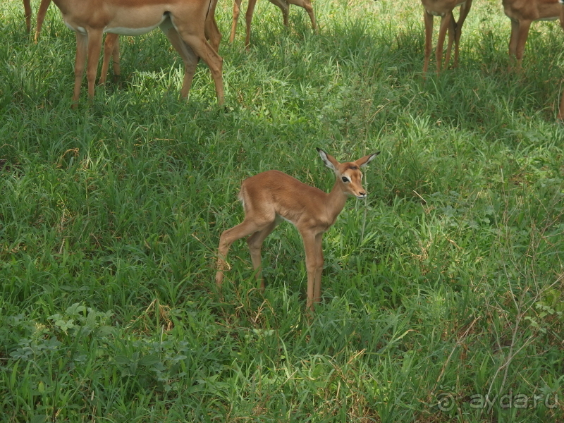 фото Танзания
