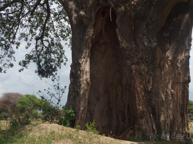 фото Танзания