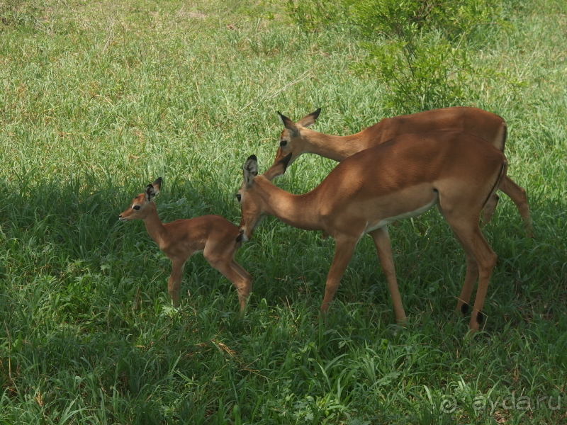 фото Танзания