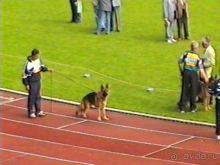 Впервые на машине в Германию с овчаркой: Племенные группы и вечерний Вайсенбах
