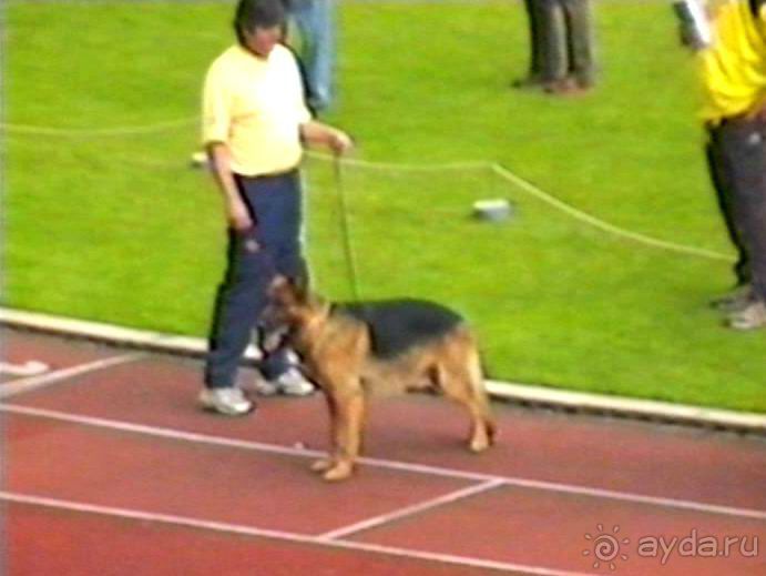 Впервые на машине в Германию с овчаркой: Племенные группы и вечерний Вайсенбах