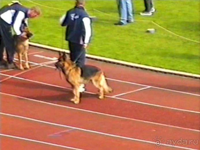 Впервые на машине в Германию с овчаркой: Племенные группы и вечерний Вайсенбах