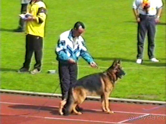 Впервые на машине в Германию с овчаркой: Племенные группы и вечерний Вайсенбах