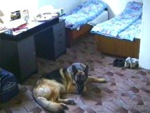 Поездка в Германию на автомобиле с немецкой овчаркой. Часть 10. Транзит Польши с заездом в Краков 