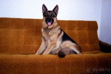 Поездка в Германию на автомобиле с немецкой овчаркой. Часть 10. Транзит Польши с заездом в Краков 