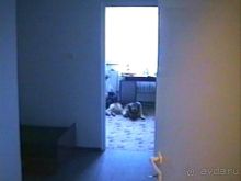 Поездка в Германию на автомобиле с немецкой овчаркой. Часть 10. Транзит Польши с заездом в Краков 