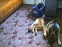 Поездка в Германию на автомобиле с немецкой овчаркой. Часть 10. Транзит Польши с заездом в Краков 