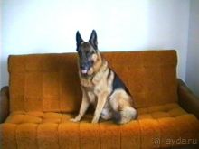 Поездка в Германию на автомобиле с немецкой овчаркой. Часть 10. Транзит Польши с заездом в Краков 